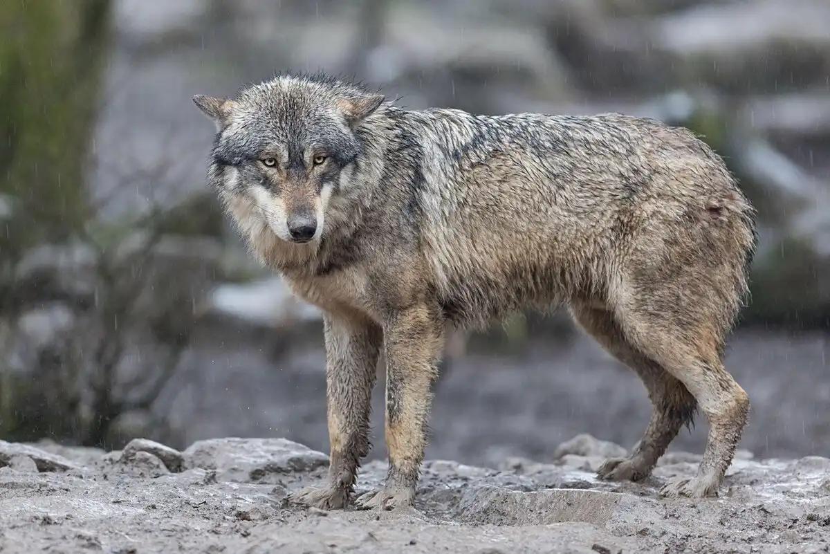 állatok, erdő, farkas, galéria, medve, ökológia, támadás, természet, vadászat, vaddisznó, veszély, viselkedés