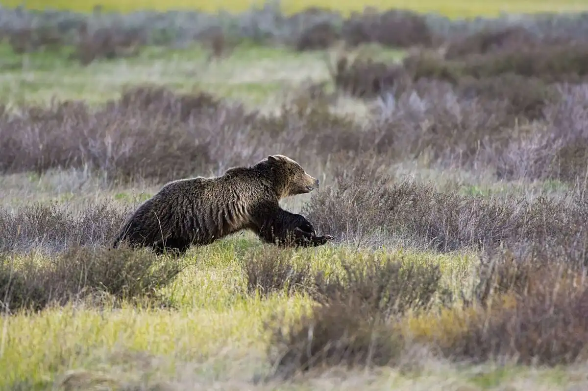 állatok, erdő, farkas, galéria, medve, ökológia, támadás, természet, vadászat, vaddisznó, veszély, viselkedés