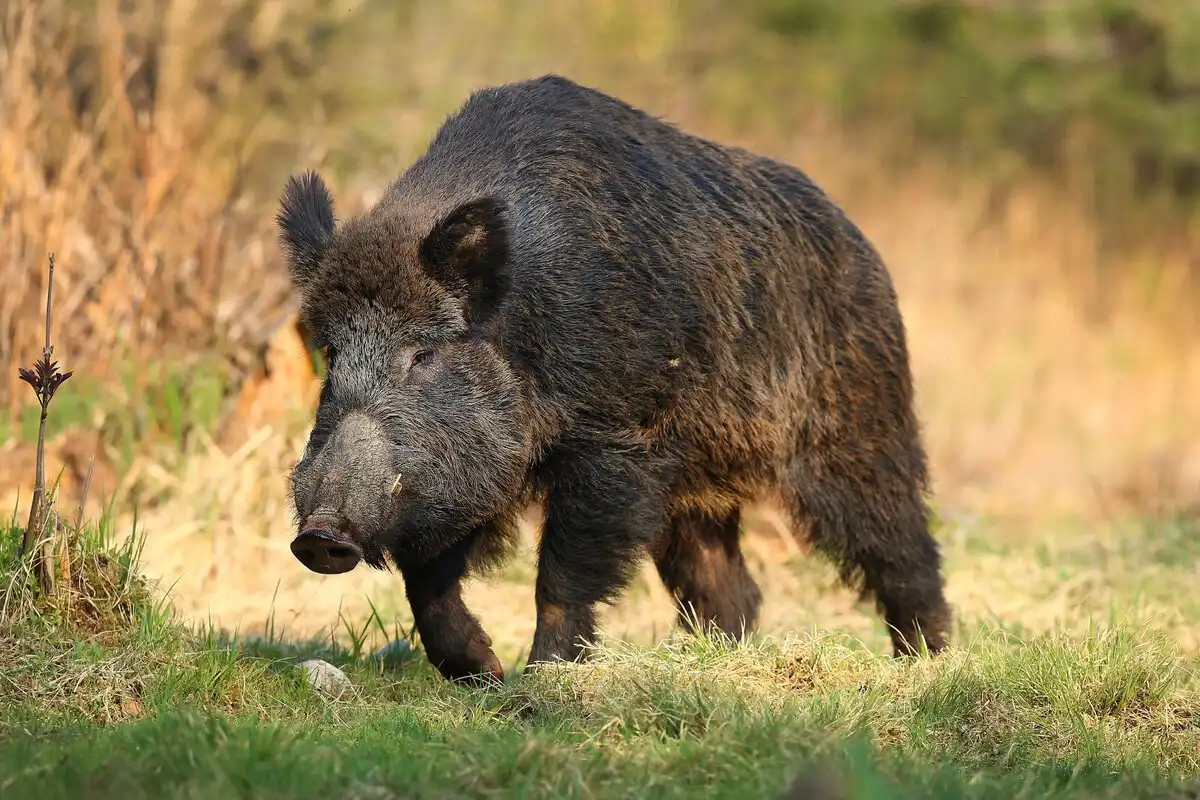 állatok, erdő, farkas, galéria, medve, ökológia, támadás, természet, vadászat, vaddisznó, veszély, viselkedés