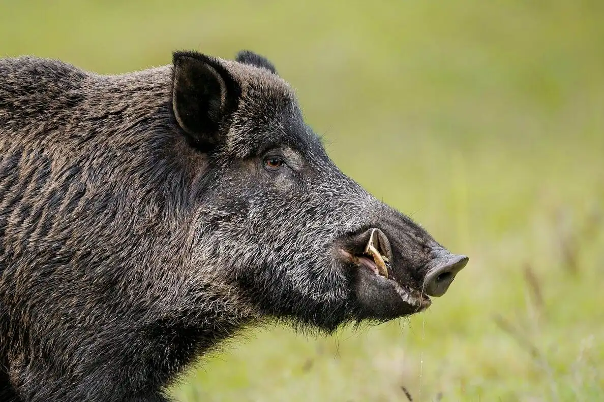állatok, erdő, farkas, galéria, medve, ökológia, támadás, természet, vadászat, vaddisznó, veszély, viselkedés